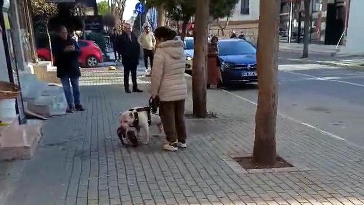 İstanbul- Avcılarda sokak kedisini öldüren pitbull cinsi köpeğin sahibi tutuklandı