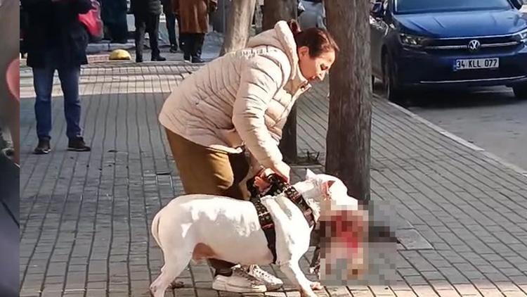 Pitbull, sokak kedisini parçalamıştı Köpeğin sahibi tutuklandı