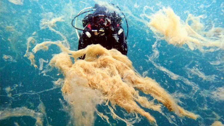 Marmara’da yine müsilaj alarmı