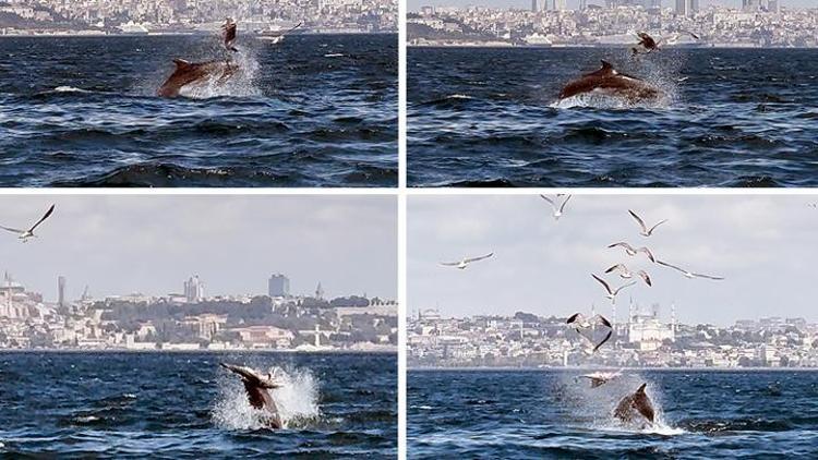 Marmara Denizinde şoke eden görüntü: Yetişkin yunus, yavru yunusu vura vura öldürdü Bilimsel makaleye konu oldu...