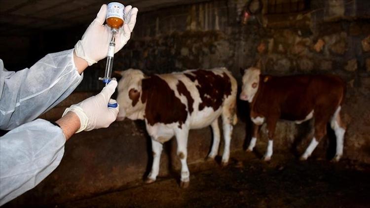 Almanya’da 35 yıl sonra şap hastalığı paniği