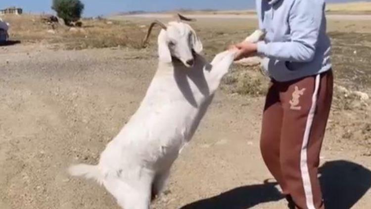 Barınaktan çalınan keçiler, kasapta kesilmiş bulundu