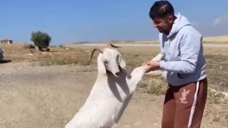 Ankarada barınaktan çalınan hamile keçiler, kasapta kesilmiş bulundu