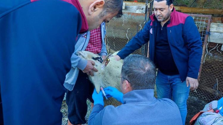 Anormal doğum yapan kuzularda akabane hastalığı tespit edildi