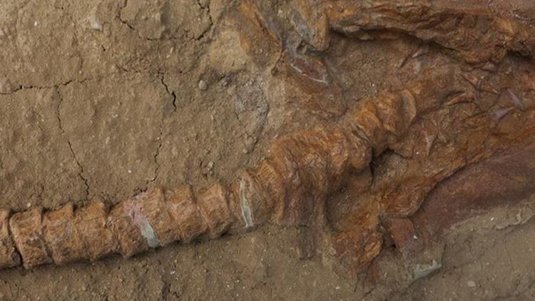 9 milyon yıllık keşif: Köpek balığı fosilleri bulundu