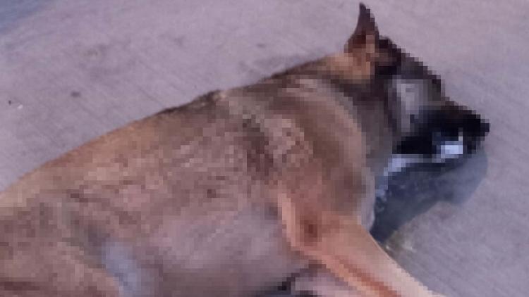 Bodrumda kahreden görüntü Zehirlendiği ileri sürülen 4 köpek öldü