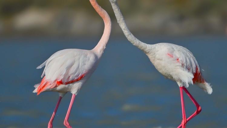 Gökçeadada flamingoların kur ve beslenme dansı fotoğraflandı