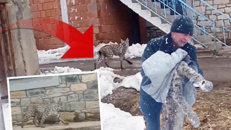Yiyecek bulmak için köye indi, köpekler tarafından saldırıya uğradı