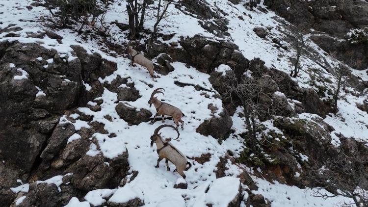 Munzur Vadisi Milli Parkı’na inen dağ keçileri, dron kamerasında