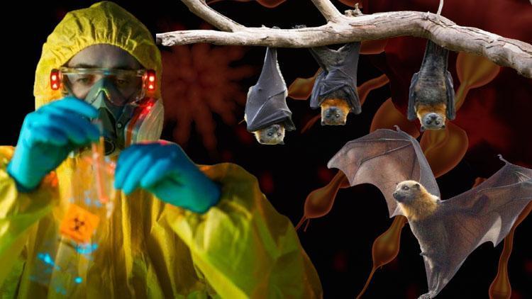 Sağlık yetkililerini alarma geçirdi: Çok tehlikeli, hemen bulaşıyor Bir haftada 50’den fazla kişi hayatını kaybetti… | Yarasa etinden mi kaynaklandı