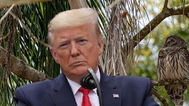 Trump, hayvanlar alemini hedef aldı: 450 bin tanesi öldürülecek... Tepkiler gecikmedi