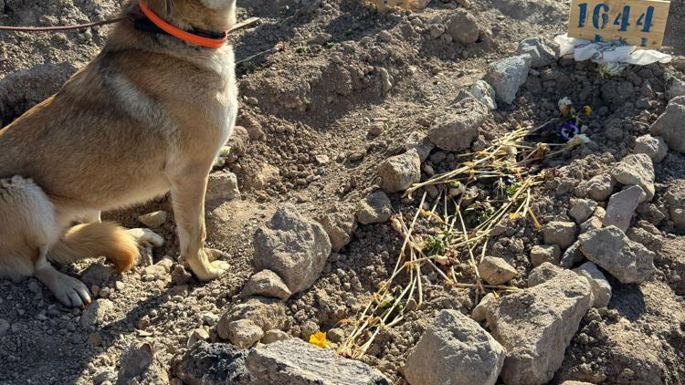 Yangında ölen hayvanseverin köpekleri sahiplendirildi