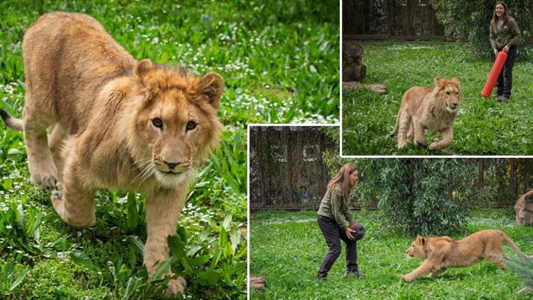 İzmirde bir çiftlikten kurtarılan yavru aslan, koruma altına alındı Kedi mamasıyla beslemişler...