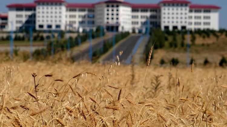 13 bin yıllık ata tohumu yeniden yeşerdi