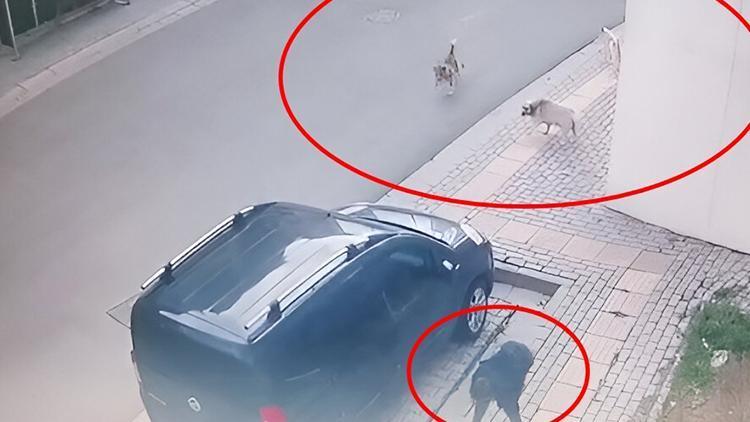 Bursada okuldan çıkan çocuğa köpekler saldırdı