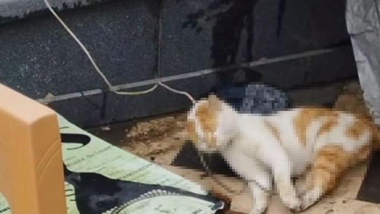 Cami avlusunda iple boğulmuş kedi bulundu Şüpheli 2 çocuk yakalandı