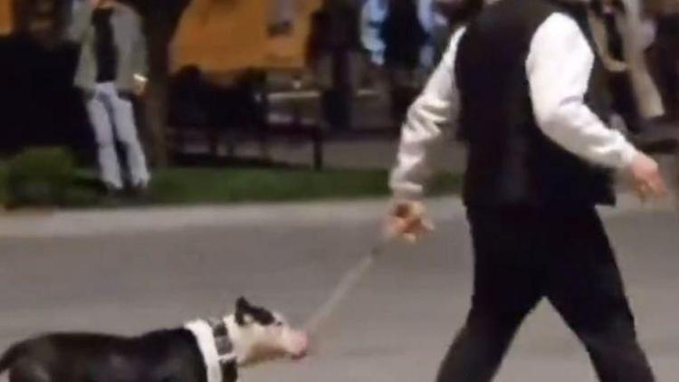 İstanbul - Bakırköyde ağızlıksız gezdirilen pitbull köpeğe saldırdı; sahibine 76 bin lira ceza
