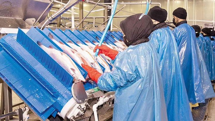 Samsun’da yerli somon harekâtı