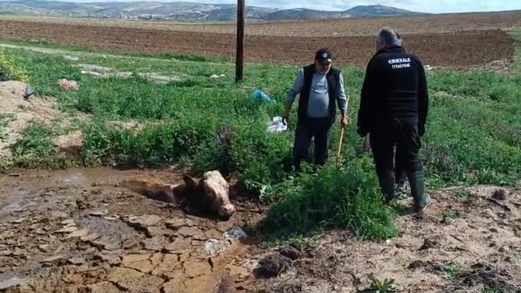 İtfaiye Ekibi, Çamura Saplanan İneği Kurtardı