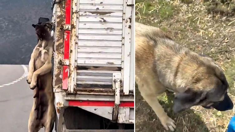 Yozgatta tepki çeken görüntü Kasasında köpek iple asılı halde seyrederken görüntülenen kamyonetin sürücüsüne adli işlem