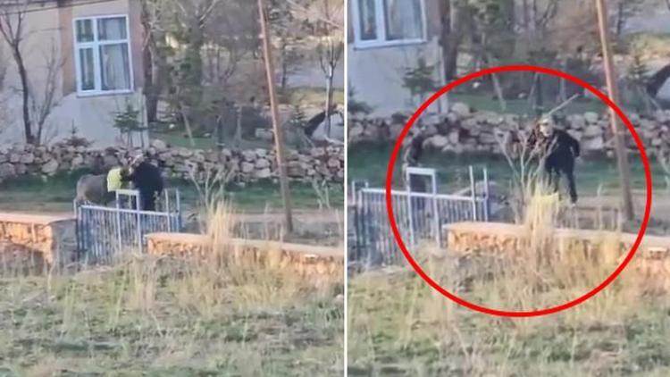 Sivasta eşeğe sopalı eziyet kamerada Başına çuval geçirip dövdü