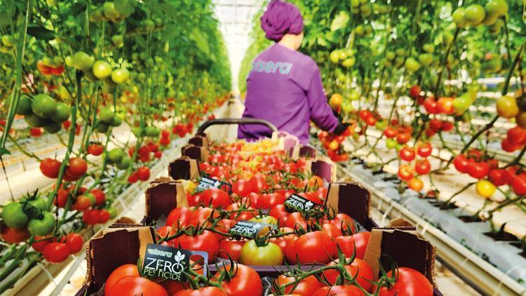 ‘Dev şirketler domatese bibere yatırım yapmalı’