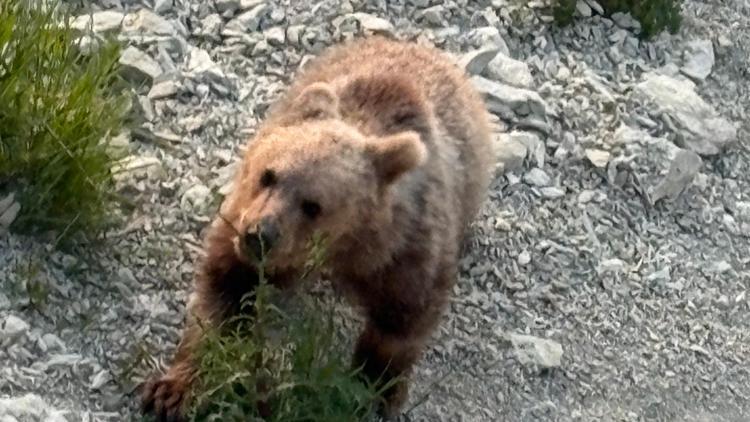 Bartında Sahile İnen Yavru Boza