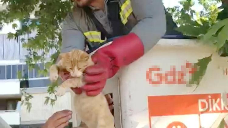 Salihlide ağaçta mahsur kalan kedi kurtarıldı