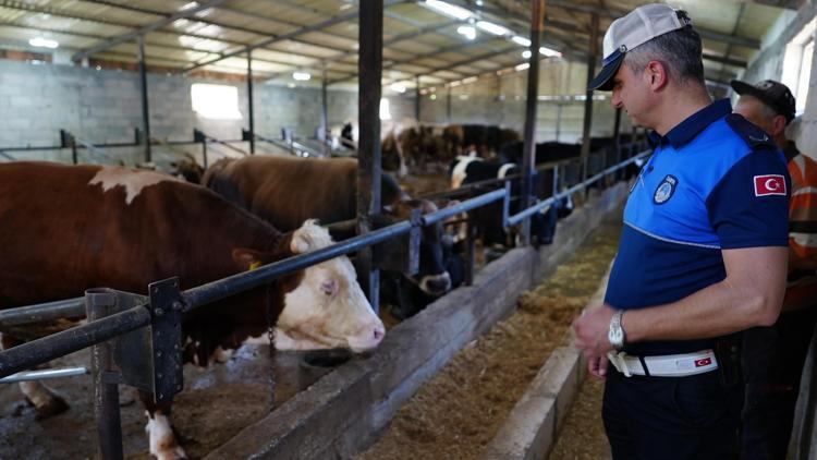 Düzcede kurbanlık satış ve kesim yerlerinde denetim
