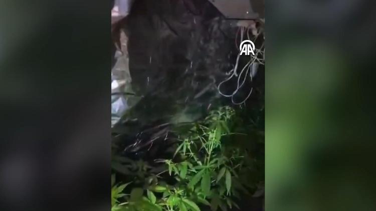 Aydında üniversite öğrencisinin uyuşturucu yetiştirmek için uzaktan kumanda ettiği düzenek bulundu
