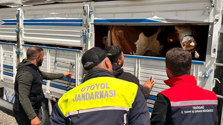 Tekirdağa kaçak hayvan getiren besiciye 105 bin lira ceza