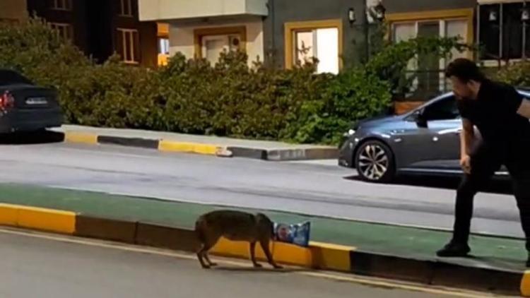 Başına poşet takılan çakal vatandaşın imdadına yetişti