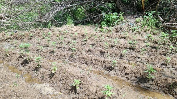 Bingölde 330 kök kenevir bitkisi ele geçirildi
