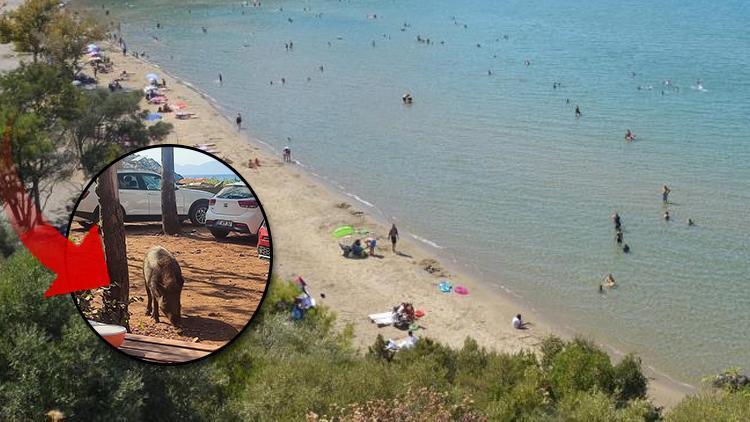 Tatilci kadına kötü sürpriz Çantasını yaban domuzu kaçırdı