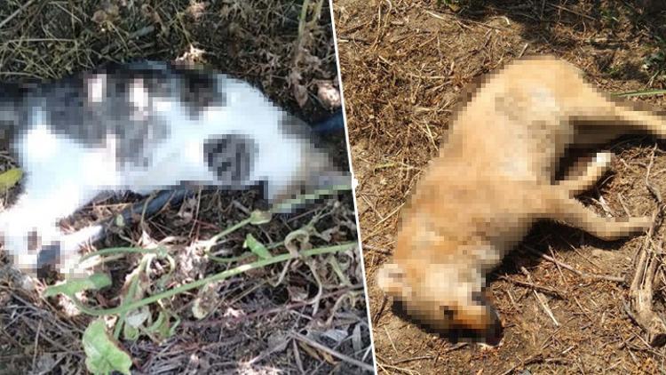 Manisada vahşet 6 sokak köpeği ve 2 kedi ölü bulundu