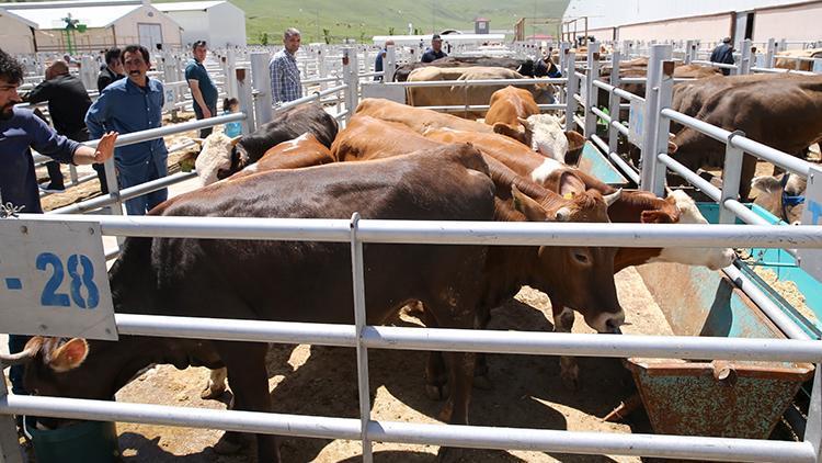 Kurban kesenler dikkat Başına bu işler gelen tazminat alabilecek