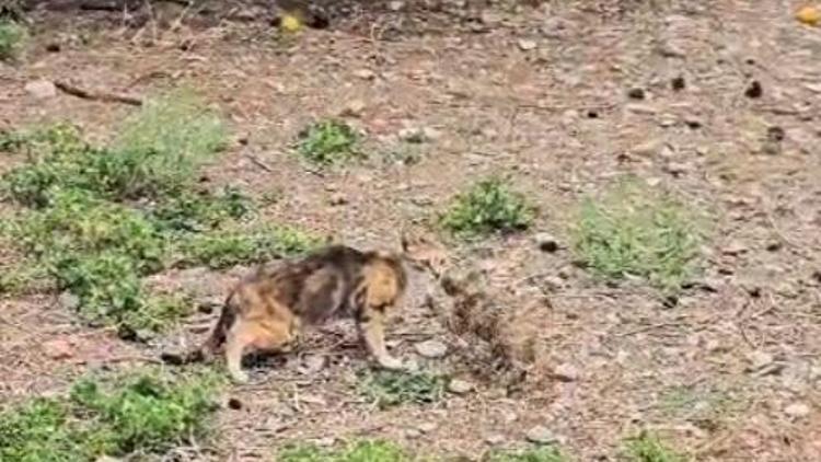 Kuyuda mahsur kalan yavru kedi kurtarıldı