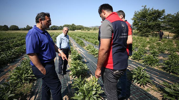 Yöneticiliği bıraktı, çiftçiliğe başladı Talebe yetişemiyor