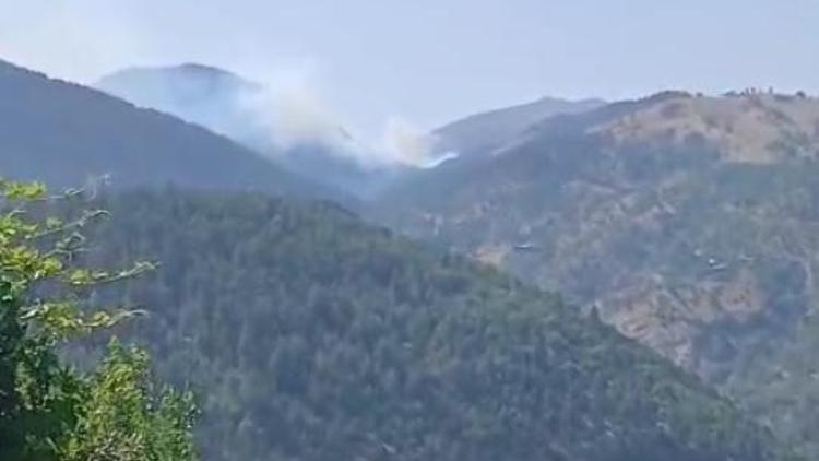 Adanada orman yangını