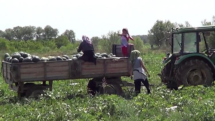 Doğu Anadolunun Çukurovasında hedef 4 kez hasat