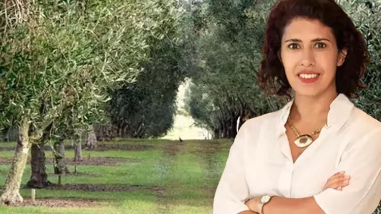 YEKÜD’den maden yasası açıklaması ‘Zeytin ağaçları kesilmeden taşınacak’