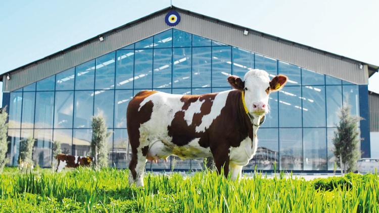Bingöl’e 202 milyon dolarlık süt yatırımı