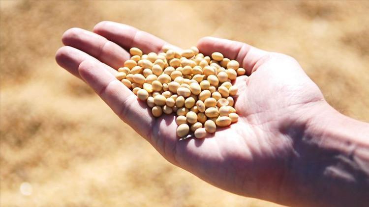AB’den şaşırtan genetiği değiştirilmiş soya fasulyesi kararı