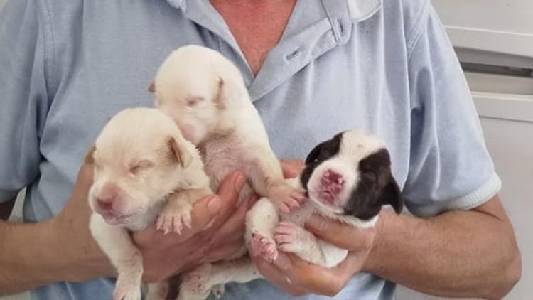 Tescilli ırk olan köpek 13 yavru dünyaya getirdi