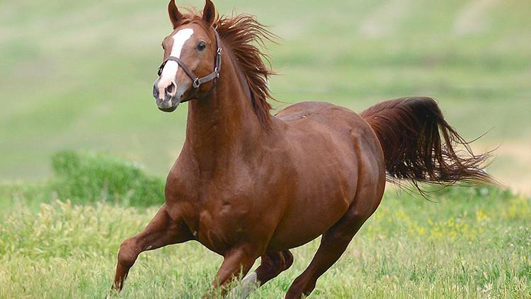 TİGEM 59 safkan Arap koşu tayını satışa çıkarıyor