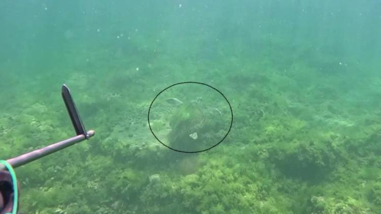 Marmara Denizi’nde bir ilk yaşandı Canlı bir şekilde ilk defa görüntülendi