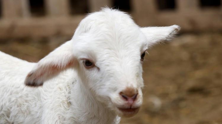 TİGEM 2 bin kuzu satacak TİGEM 2 bin kuzu satacak