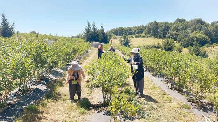 Candarlı’nın cesur kadınları destek bekliyor Candarlı’nın cesur kadınları destek bekliyor