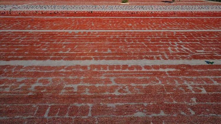 Yılın ilk yarısında kurutulmuş domatesten 95 milyon dolar gelir