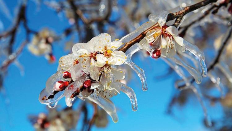 Zirai dondan 420 bin çiftçi etkilendi